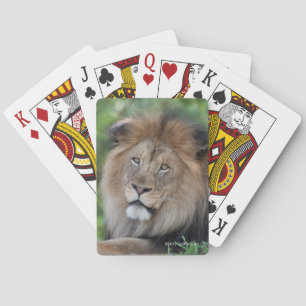 Leeuw Rustend in een Bos Pokerkaarten