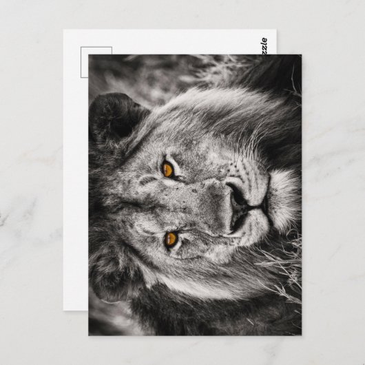 Leeuw van Juda - Leeuw - Rastafari - Briefkaart (Voorkant / Achterkant)