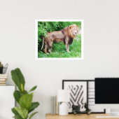 Leeuw wild dier poster (Thuiskantoor)
