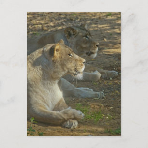 Leeuwen Ansichtkaart Briefkaart