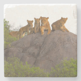 Leeuwen bekijken de scène vanaf daar Rock Perch Stenen Onderzetter