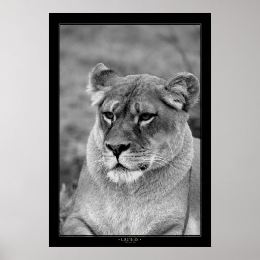 Leeuwen (BW-versie) Poster (Voorkant)