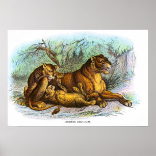 leeuwen en kubusdierillustratie poster