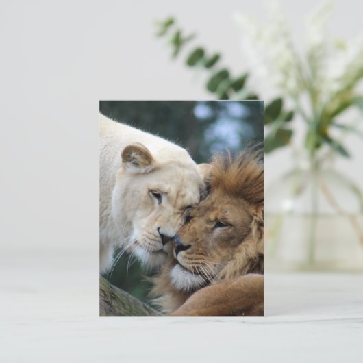 Leeuwen en leeuwen briefkaart (Staand voorkant)