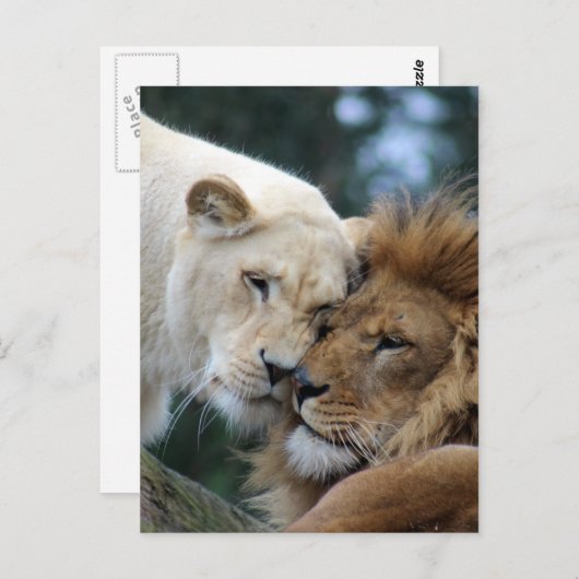 Leeuwen en leeuwen briefkaart (Voorkant / Achterkant)