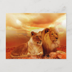 Leeuwen en leeuwen briefkaart