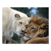 Leeuwen en leeuwen foto afdruk (Voorkant)