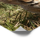 Leeuwen en leeuwen poster (Hoek)