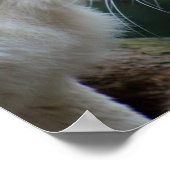 Leeuwen en leeuwen poster (Hoek)