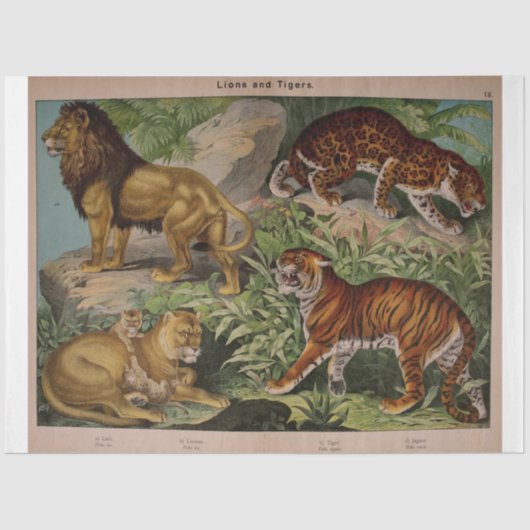 Leeuwen en tijgers Ephemera Decoupage Tissuepapier (Voorkant)