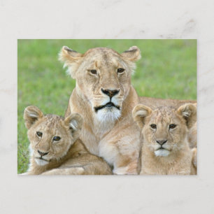 Leeuwen en twee Cubs, Oost-Afrika, Tanzania, Briefkaart