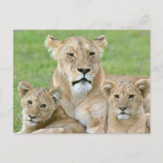 Leeuwen en twee Cubs, Oost-Afrika, Tanzania, Briefkaart (Voorkant)