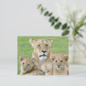 Leeuwen en twee Cubs, Oost-Afrika, Tanzania, Briefkaart (Staand voorkant)