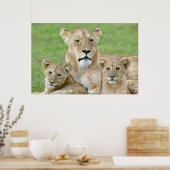 Leeuwen en twee Cubs, Oost-Afrika, Tanzania, Poster (Keuken)