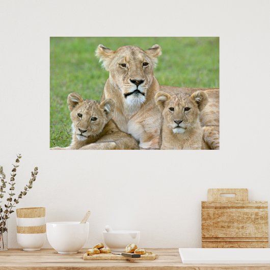 Leeuwen en twee Cubs, Oost-Afrika, Tanzania, Poster (Keuken)