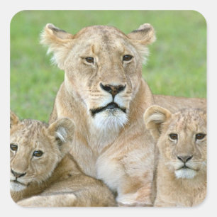 Leeuwen en twee Cubs, Oost-Afrika, Tanzania, Vierkante Sticker
