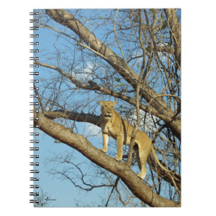 Leeuwen in een boom notitieboek