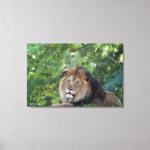 Leeuwen in een bos canvas afdruk
