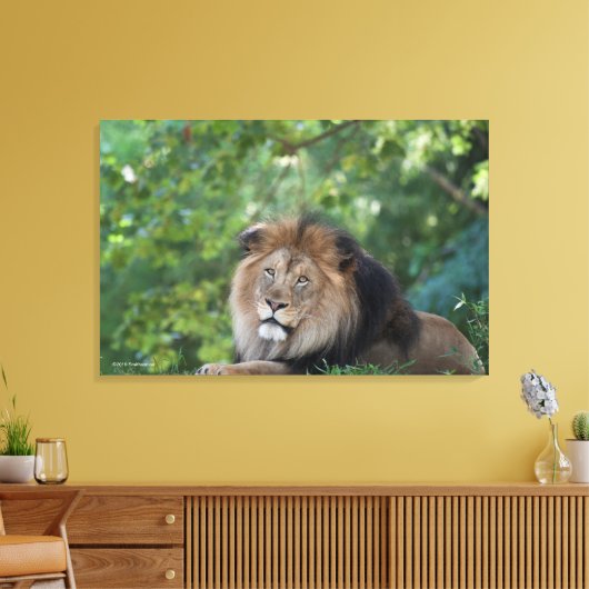 Leeuwen in een bos canvas afdruk (Insitu (Woonkamer))