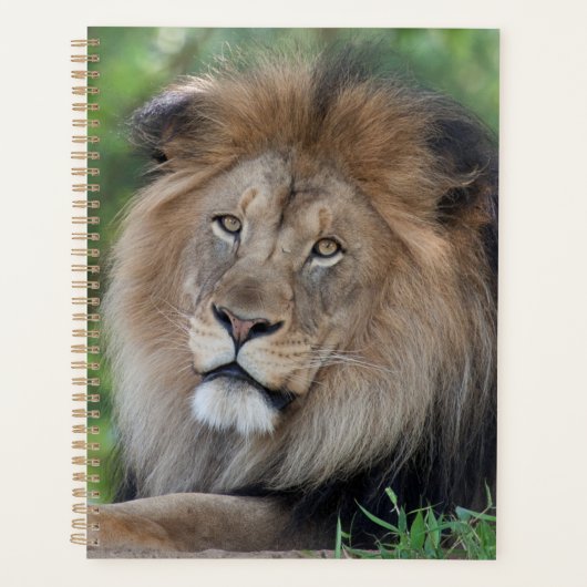 Leeuwen in een bos planner (Voorkant)