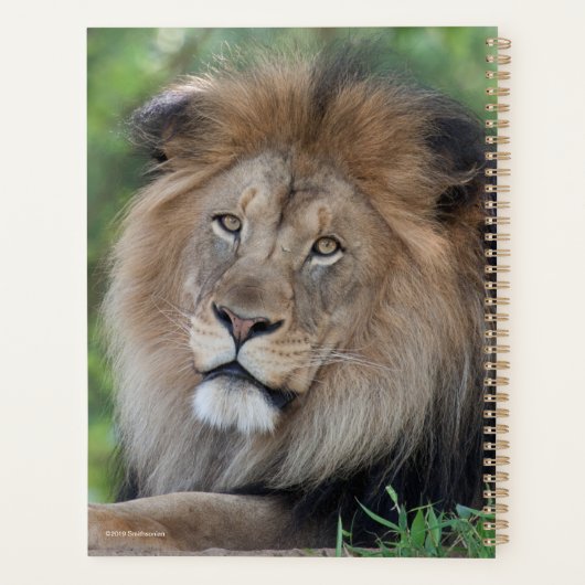 Leeuwen in een bos planner (Achterkant)