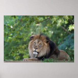 Leeuwen in een bos poster