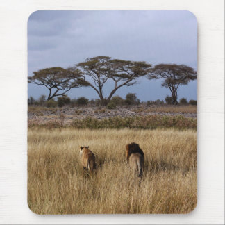 Leeuwen in een gewoon Afrika Muismat