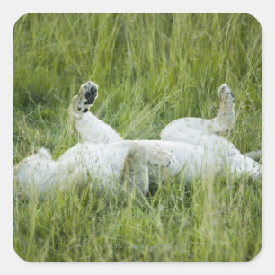 Leeuwen in het hoge gras, Afrika Vierkante Sticker