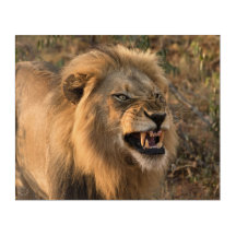 Leeuwen in het wilde Afrikaans