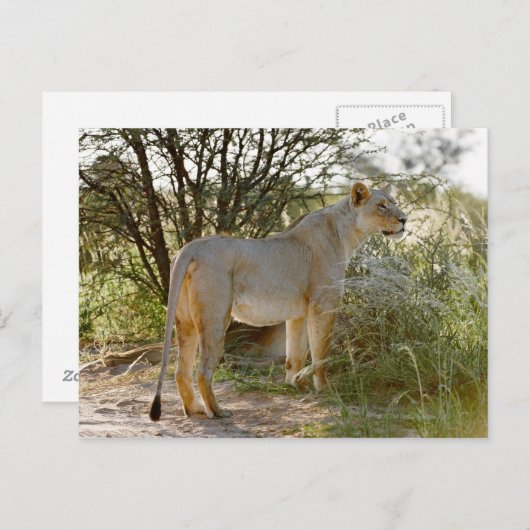 Leeuwen, Panthera leo, Kgalagadi Briefkaart (Voorkant / Achterkant)