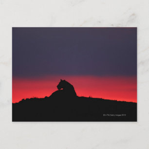 Leeuwen (Panthera leo), zonsondergang, Masai Briefkaart