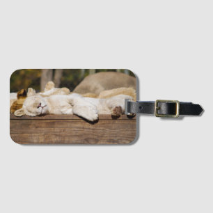 Leeuwen Slapen in de Zon Zuid-Afrika Foto Bagagelabel