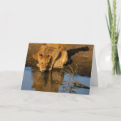 Leeuwen & welpen feestdagen kaart (Voorkant)