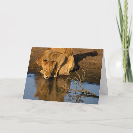 Leeuwen & welpen feestdagen kaart (Voorkant)