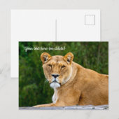 Leeuwenansichtkaart Briefkaart (Voorkant / Achterkant)