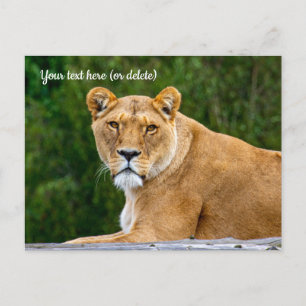 Leeuwenansichtkaart Briefkaart