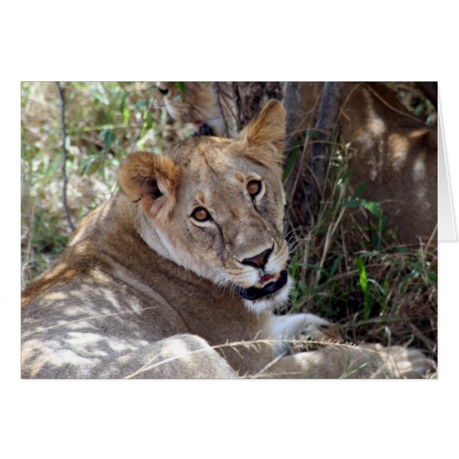 leeuwengezicht (Voorkant Horizontaal)