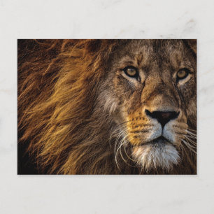 Leeuwengezicht Close-upfoto Briefkaart