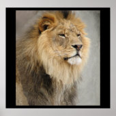 Leeuwenkoning van de Jungle Poster (Voorkant)