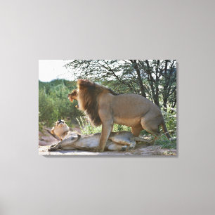 leeuwensparen, Panthera leo, Kgalagadi Canvas Afdruk