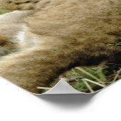 Leeuwenwelp spelen poster (Hoek)