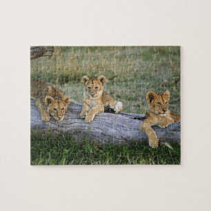 Leeuwenwelpen op log legpuzzel