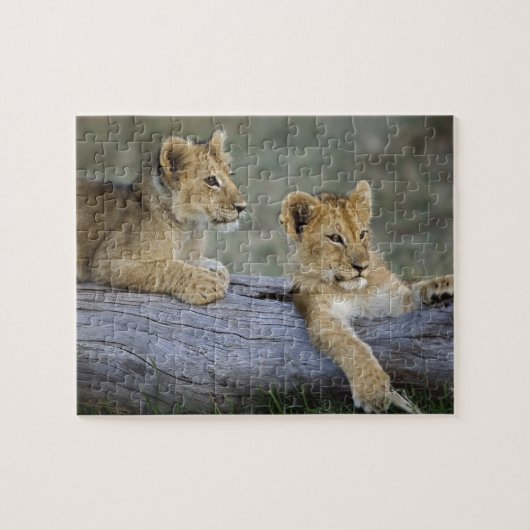 Leeuwenwelpen op log legpuzzel (Horizontaal)