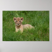 Leeuwenwelpje in het gras poster (Voorkant)