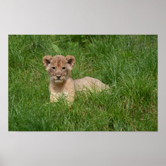 Leeuwenwelpje in het gras poster (Voorkant)