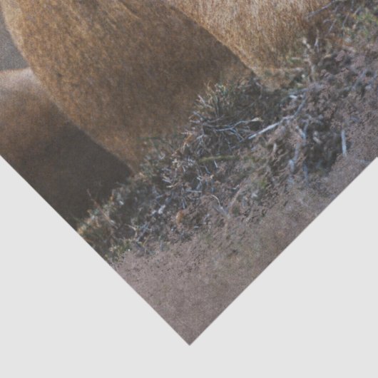 Leeuwenwelpje ontkoppeling tissuepapier (Detail)