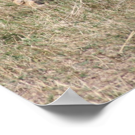 leeuwervel poster (Hoek)