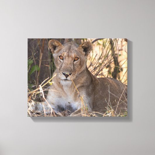 Leeuwin canvas print (Voorkant)
