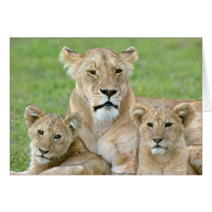 Leeuwin en twee welpen, Oost-Afrika, Tanzania,