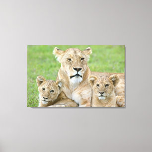 Leeuwin en twee welpen, Oost-Afrika, Tanzania, Canvas Afdruk